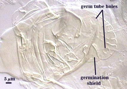 Close up germination shield irregular shape germ tube holes transparent spots on transparent shape