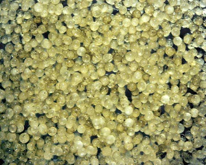 Close up mass of shiny spheres caviar like yellowed transparent color