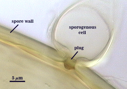 Sporogenous cell empty pocket emerging from spore wall thick layer