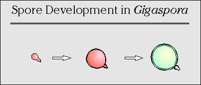 Spore development in Gigaspora
