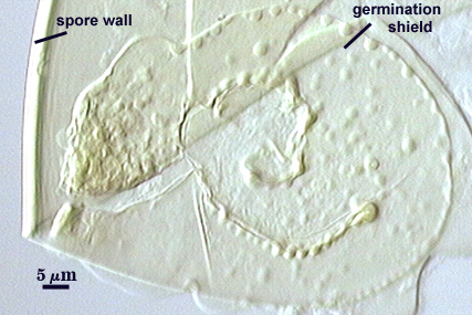 Germination shield irregular transparent shape