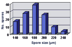 Graph of size distribution slight right skew