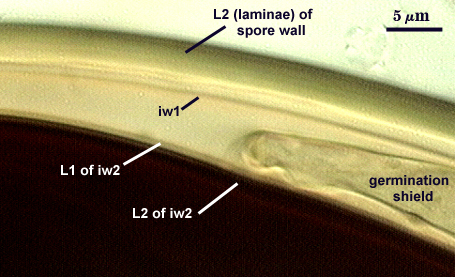 Melzers L2 spore wall laminae lw1 germination shield L1 andL2 of iw2 all distinct linear layers