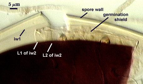 Melzers germination shield between spore wall and L1 of iw2 indistinct