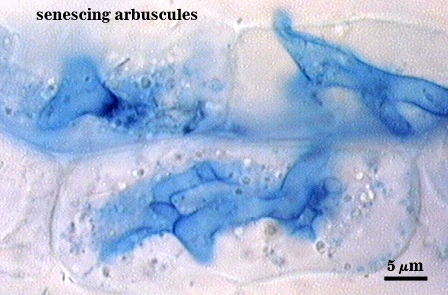 Senescing arbuscules clear cell shapes blue amorphous material partially fills