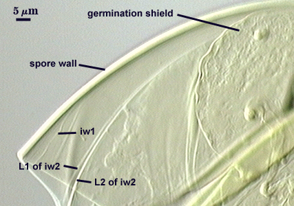 Spore wall thick white line L1 and L2 of iw2 thin lines germination shield transparent partial circle on surface