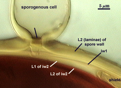 Sporogenous cell spore layers distinct