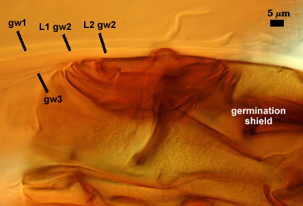 Germination shield dark shape within GW1 2 and 3