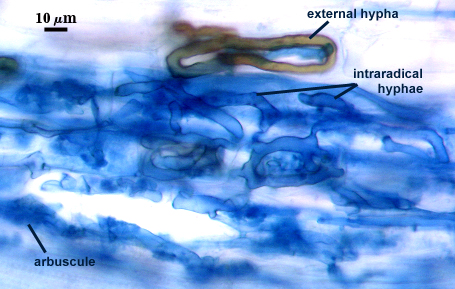 Inraradical hyphae dark blue worm like branching external hypha gray