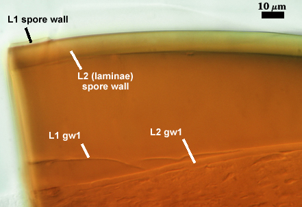 Melzers spore walldarker L2 wall lighter L1 L2 gw1 similar