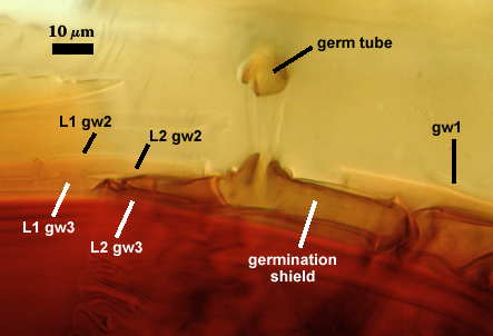 Side germination shield between gw1 and gw3 germ tube emerging