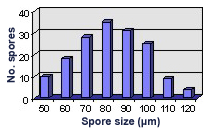 graph of size distribution approximately normal