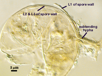 subtending hyphae continuous layers with spore wall