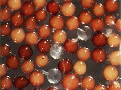 Orange-brown to dark-red round spores