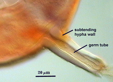 Emergence of the germ tube through the lumen of the subtending hypha