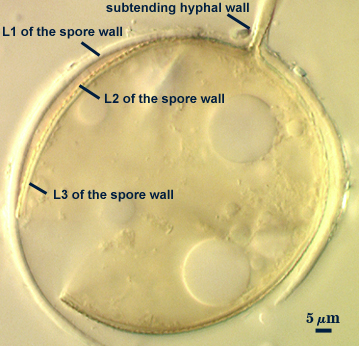 Develop terminally on a cylindrical to slightly flared subtending hypha