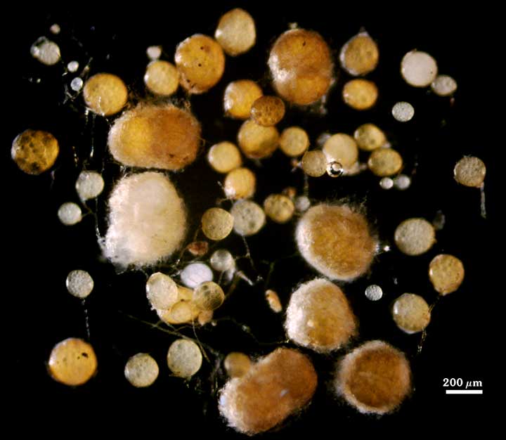 F. mosseae, small clusters where spores are bound together