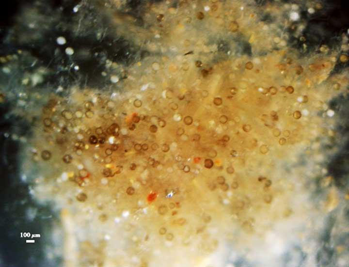 Spores are produced singly, in aggregates, in an unorganized hyphal matrix