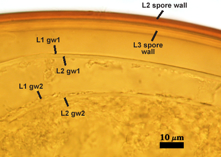 Capsicula spore showing multiple layers at 10µm