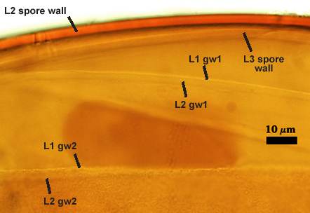 Spores in PVLG & Melzer's reagent in multiple layers