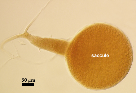 Sporiferous Saccule mostly globose