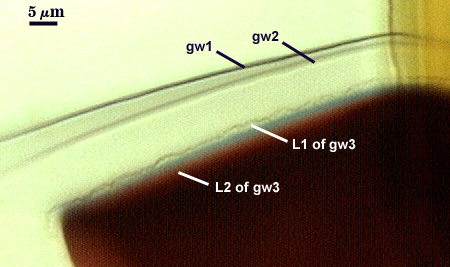 PVLG and Melzers reagent slide Gw1 Gw2 and L1 Gw3 L2 Gw3