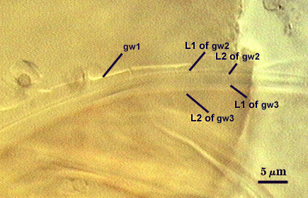 Gw1 L1 Gw2 L2 Gw2 L1 Gw3 and L2 Gw3 layers