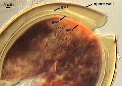 Spore wall Gw1 Gw2 and Gw3 layers