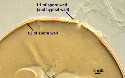 L1 and L2 of spore wall