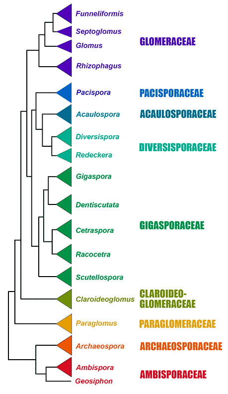 Glomeromycota Tree: Glomeraceae, Pacisporaceae, Acaulosporaceae, Diversisporaceae, Gigasporaceae, Claroideo-Glomeraceae, Paraglomeraceae, Archaeosporaceae, Ambisporaceae