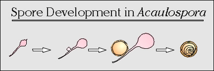 Spore Development in Acaulospora