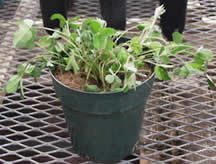 small grain, sudangrass in pot